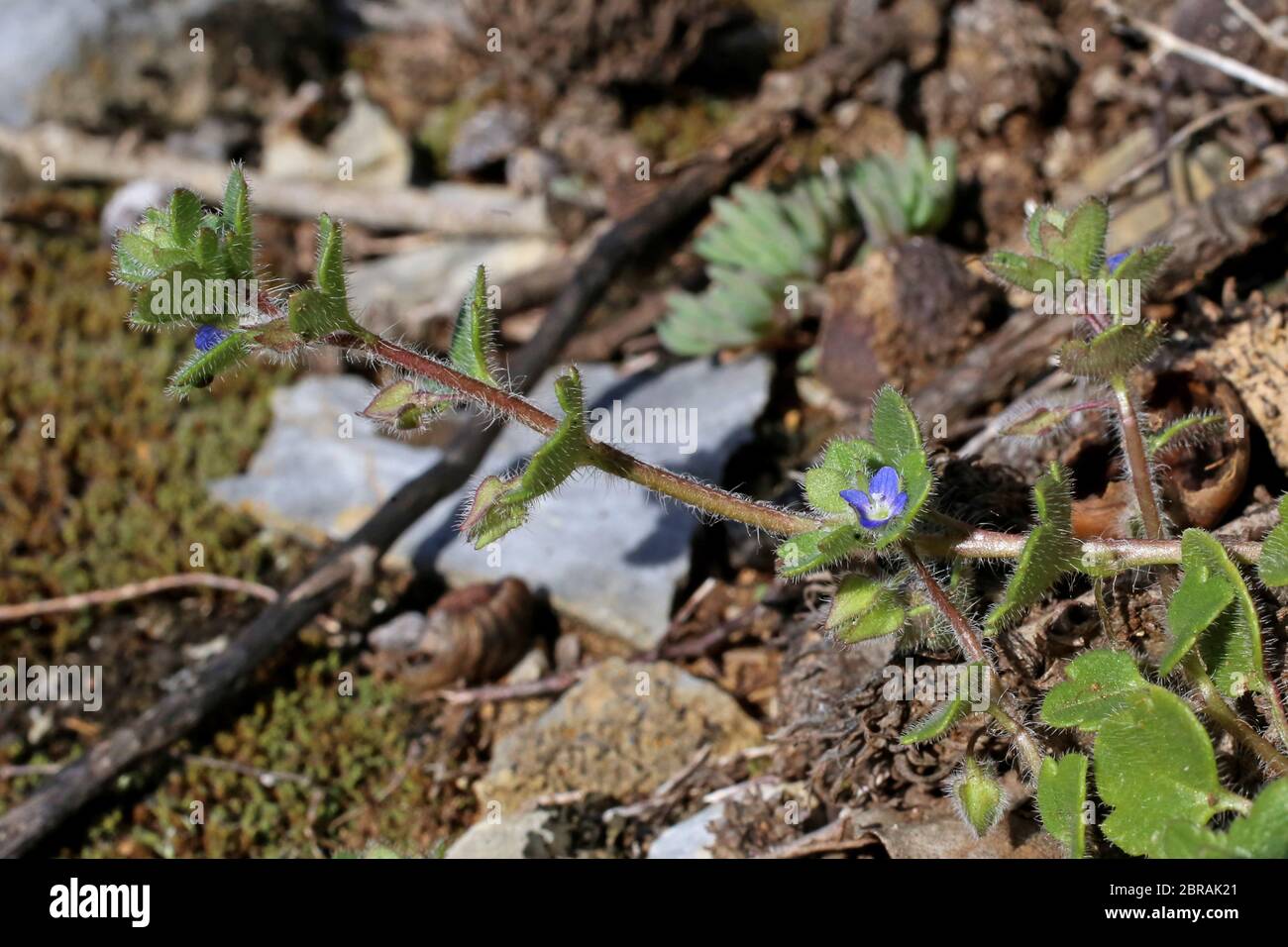Veronica triloba - Wild plant shot in the spring. Stock Photo