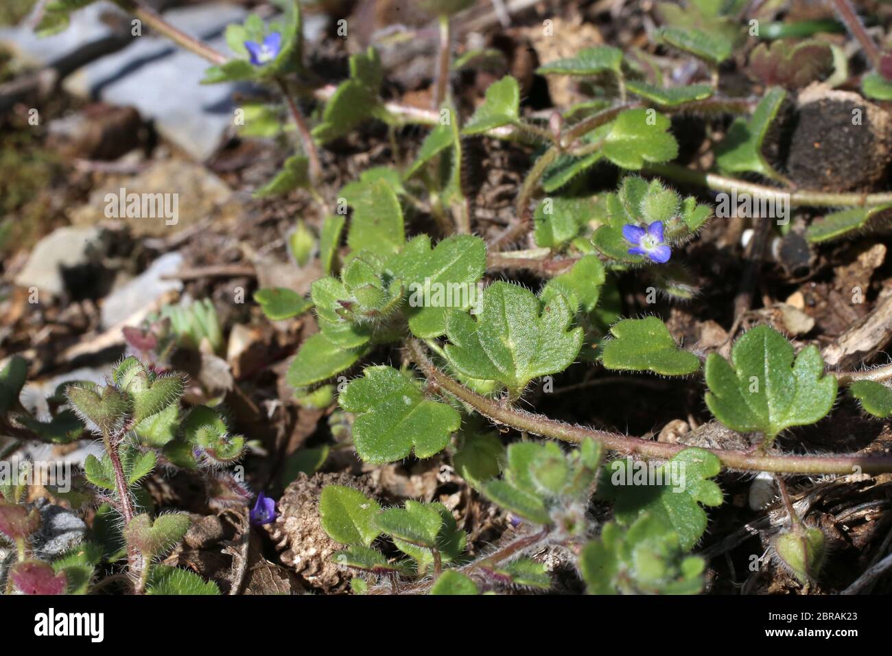 Veronica triloba - Wild plant shot in the spring. Stock Photo