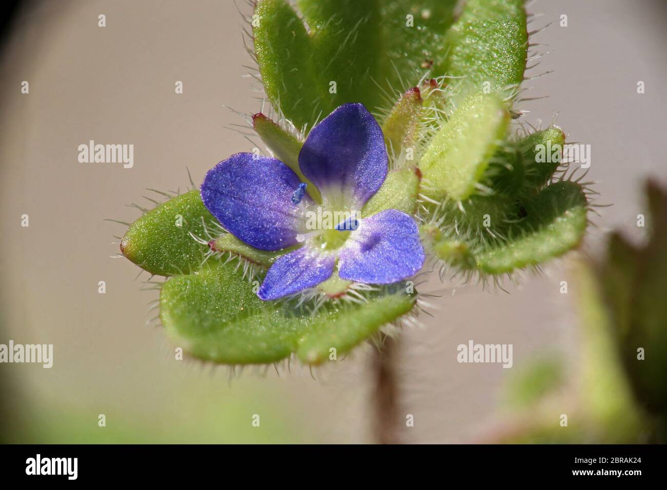 Veronica triloba - Wild plant shot in the spring. Stock Photo