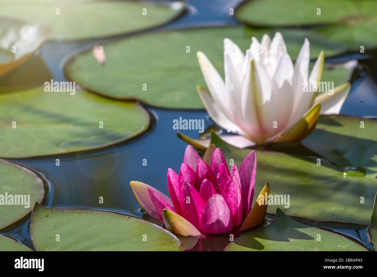 Pink, Nymphaea lotus, and white, Nymphaea alba, water lily flowers, on a green leaves and water background. Two bright water lilies in the pond. Stock Photo