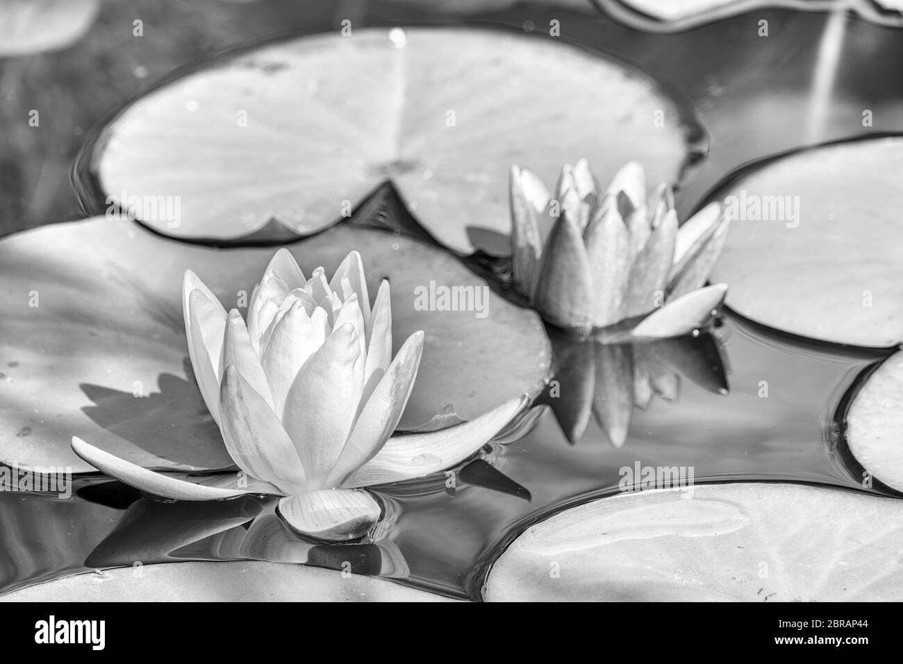 Black and White photo of two water lily flower, Nymphaea lotus, and Nymphaea alba on a light water background. Two bright water lilies in the pond. Stock Photo