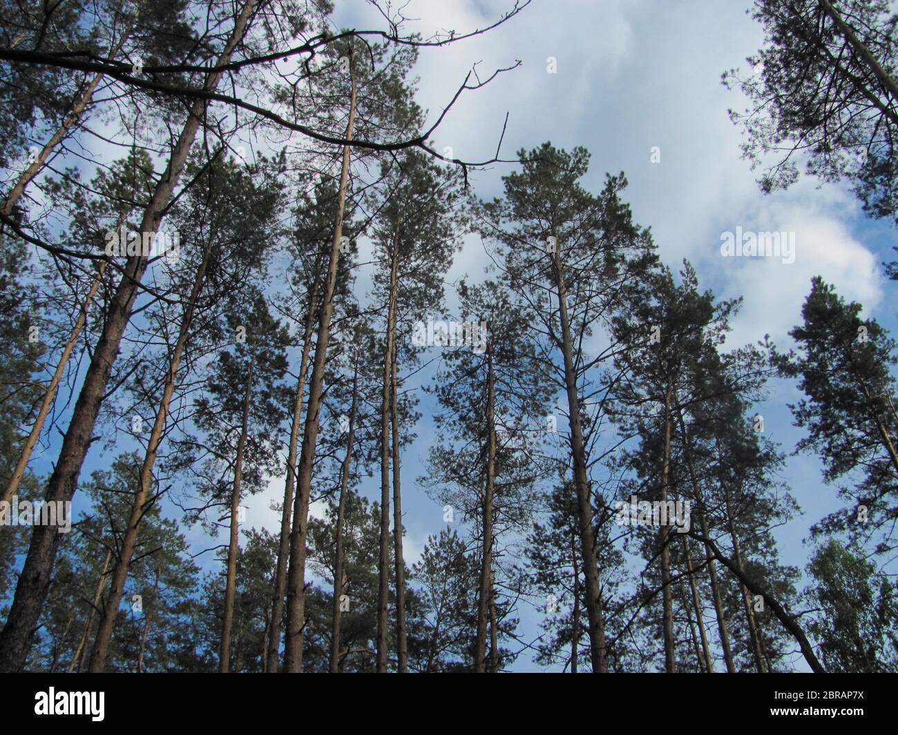 tall pine trees tops in blue sky Stock Photo - Alamy