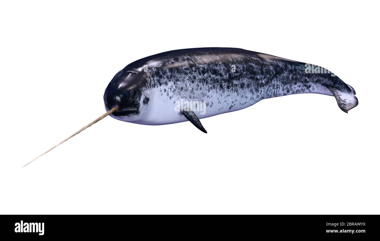3D rendering of a male narwhal or Monodon monoceros, or narwhale ...