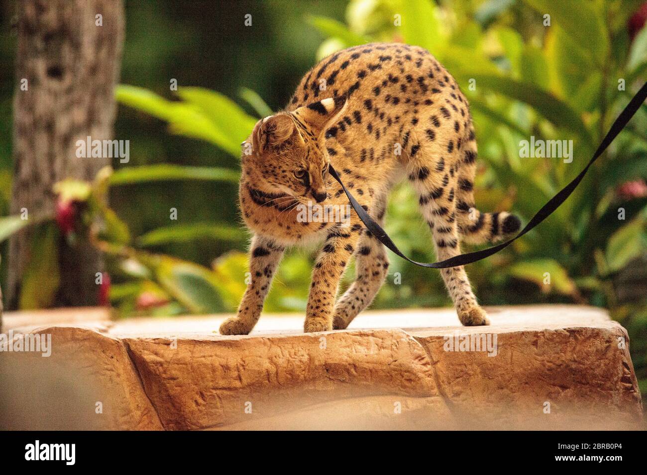 domesticated jaguar
