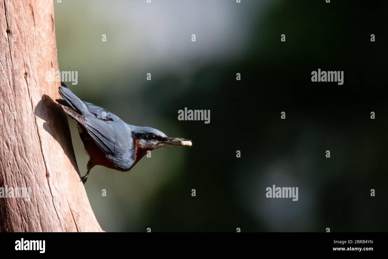 Chestnut bellied nuthatch (Sitta cinnamoventris) on tree at Sattal Stock Photo