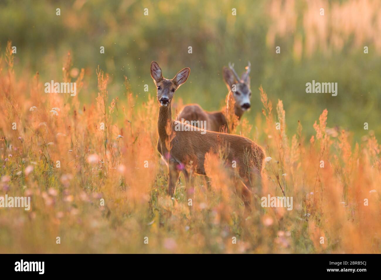 Mammal Roe deer , capreolus capreolus, couple standing in the meadow ...