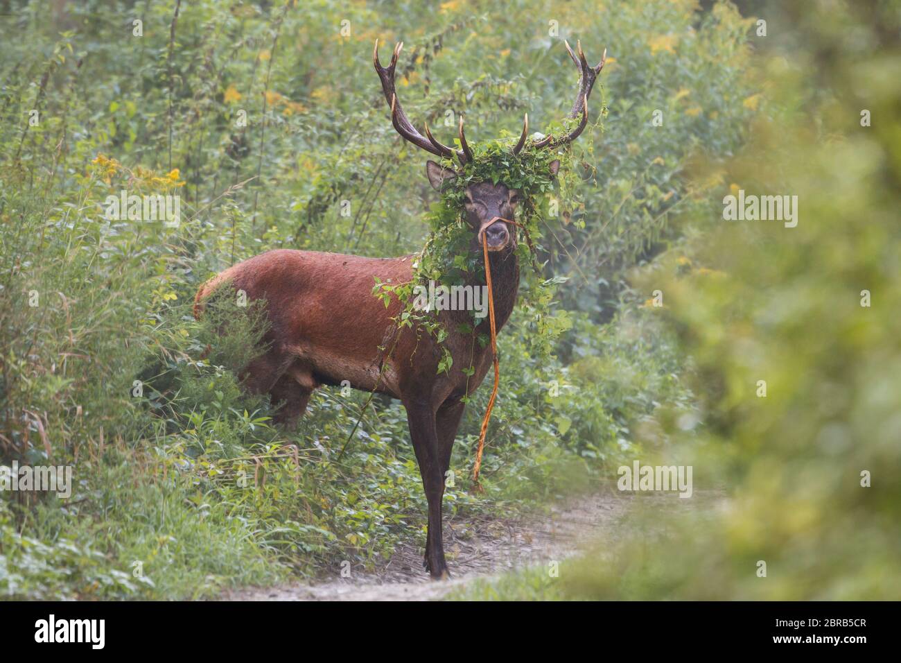 Grown male mammal red deer, cervus elaphus, outgoing from spinney overgrown of leaves in the summer with copyspace. Monumental wild stag standing on f Stock Photo