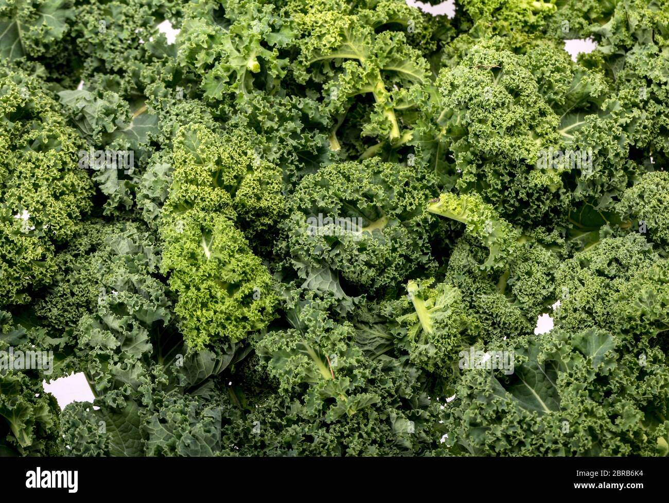 A healthy fresh curly kale Stock Photo Alamy