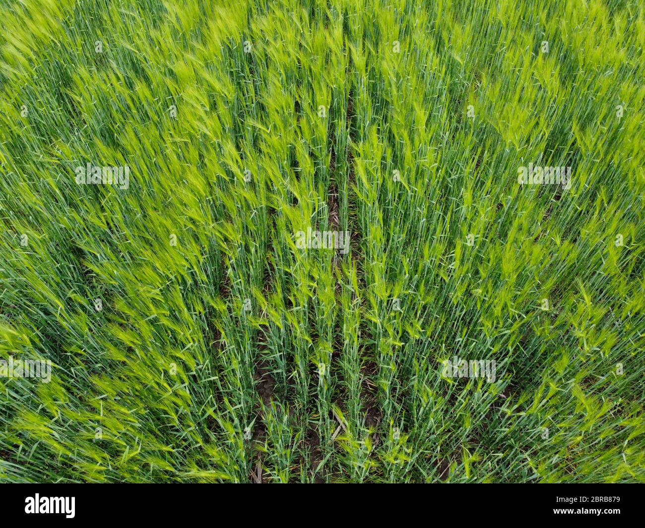 Drone over wheat field hi-res stock photography and images - Alamy