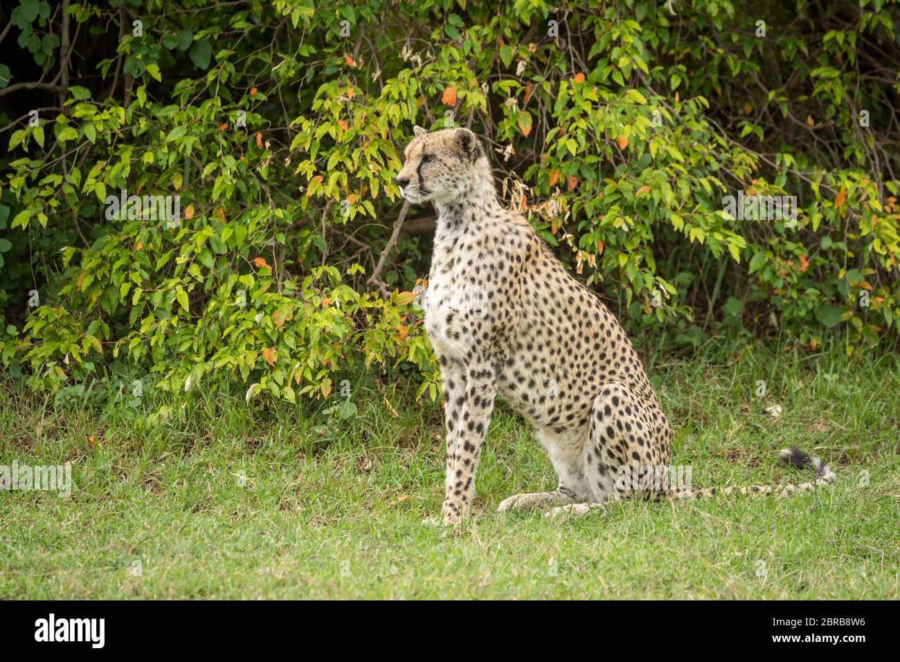 Cheetah sits on grass near leafy bush Stock Photo