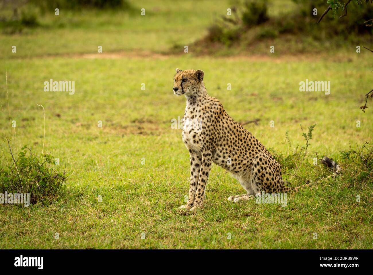 Cheetah sits on grassy bank near bushes Stock Photo