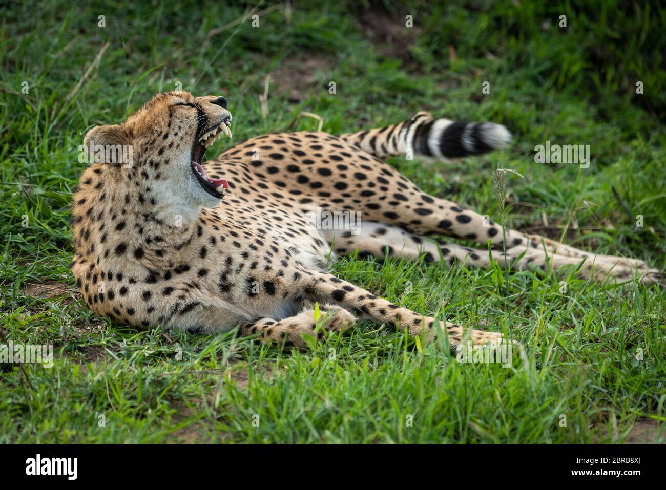 Cheetah lies yawning widely in short grass Stock Photo