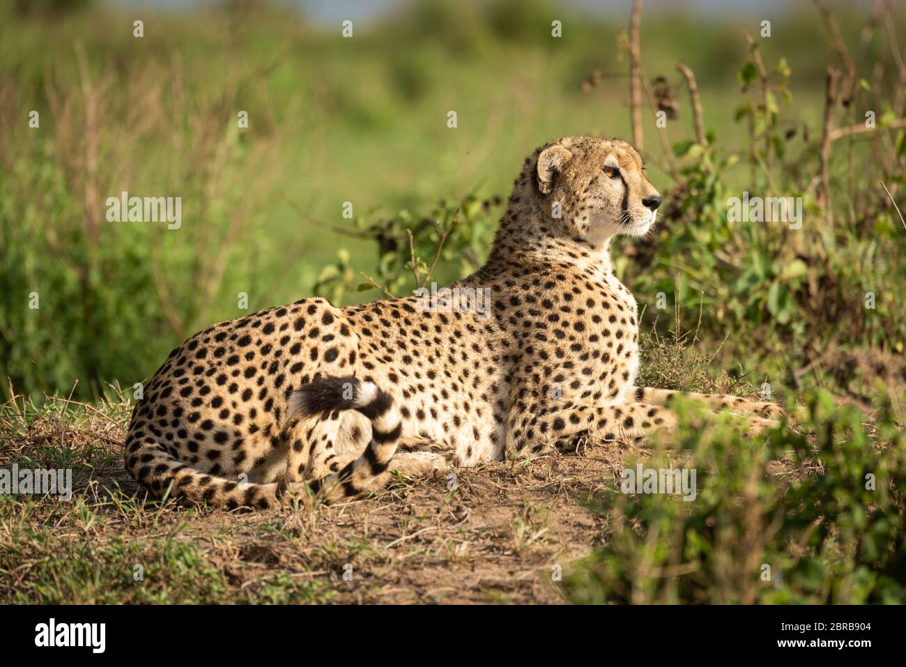 Cheetah lies on dirt bank among bushes Stock Photo