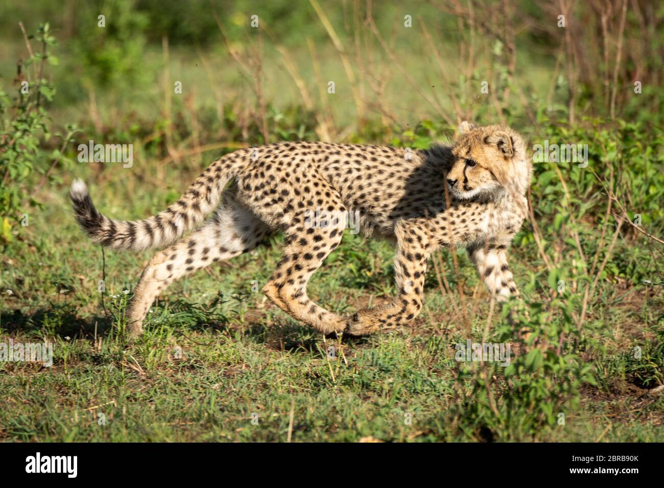 Cheetah cub runs through bushes looking back Stock Photo
