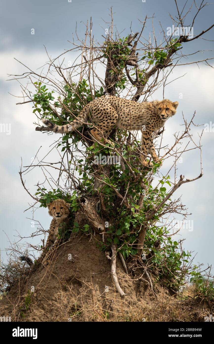 Cheetah cub stands in bush above another Stock Photo