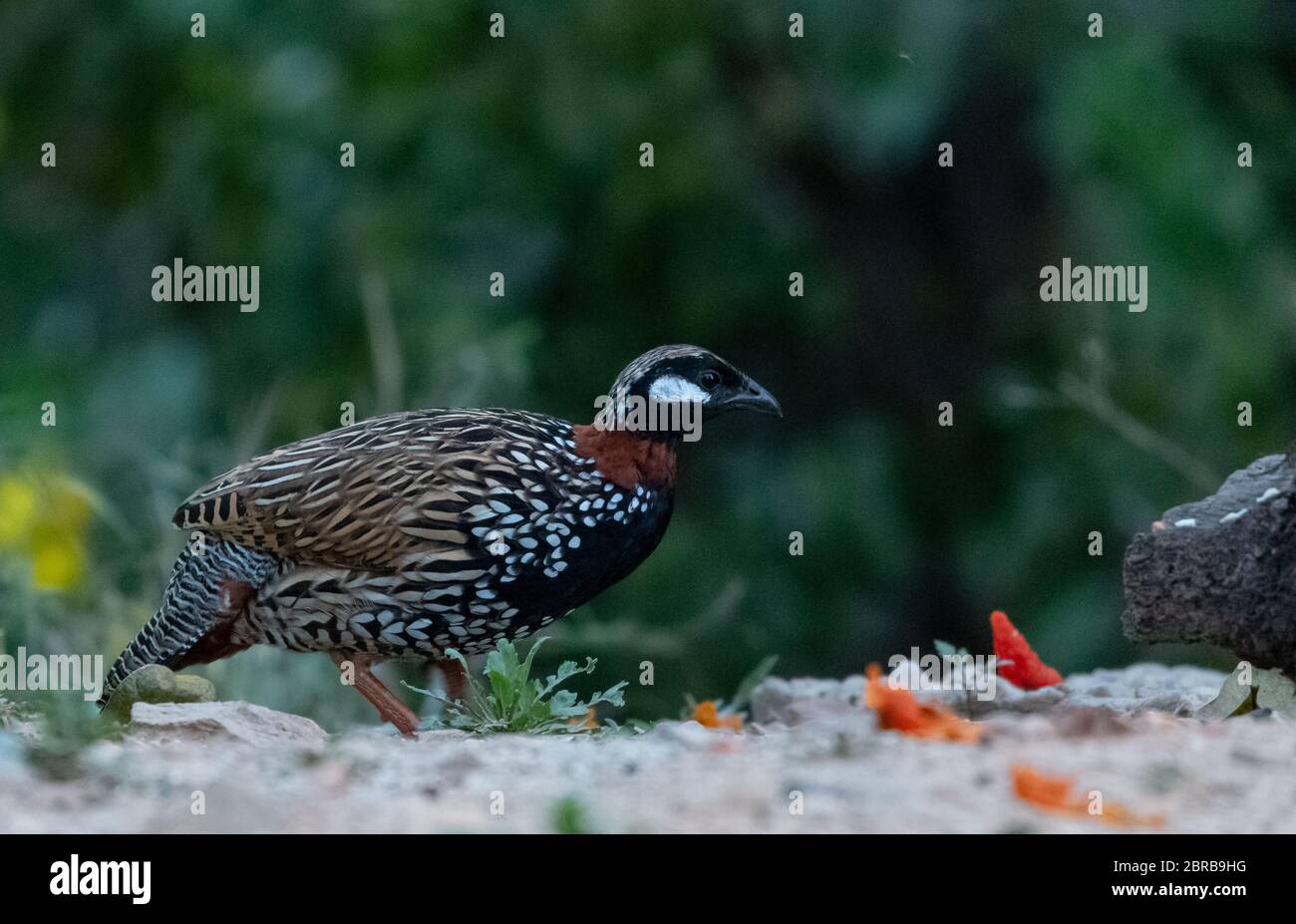 Black Francolin male bird photographed in Sattal Stock Photo