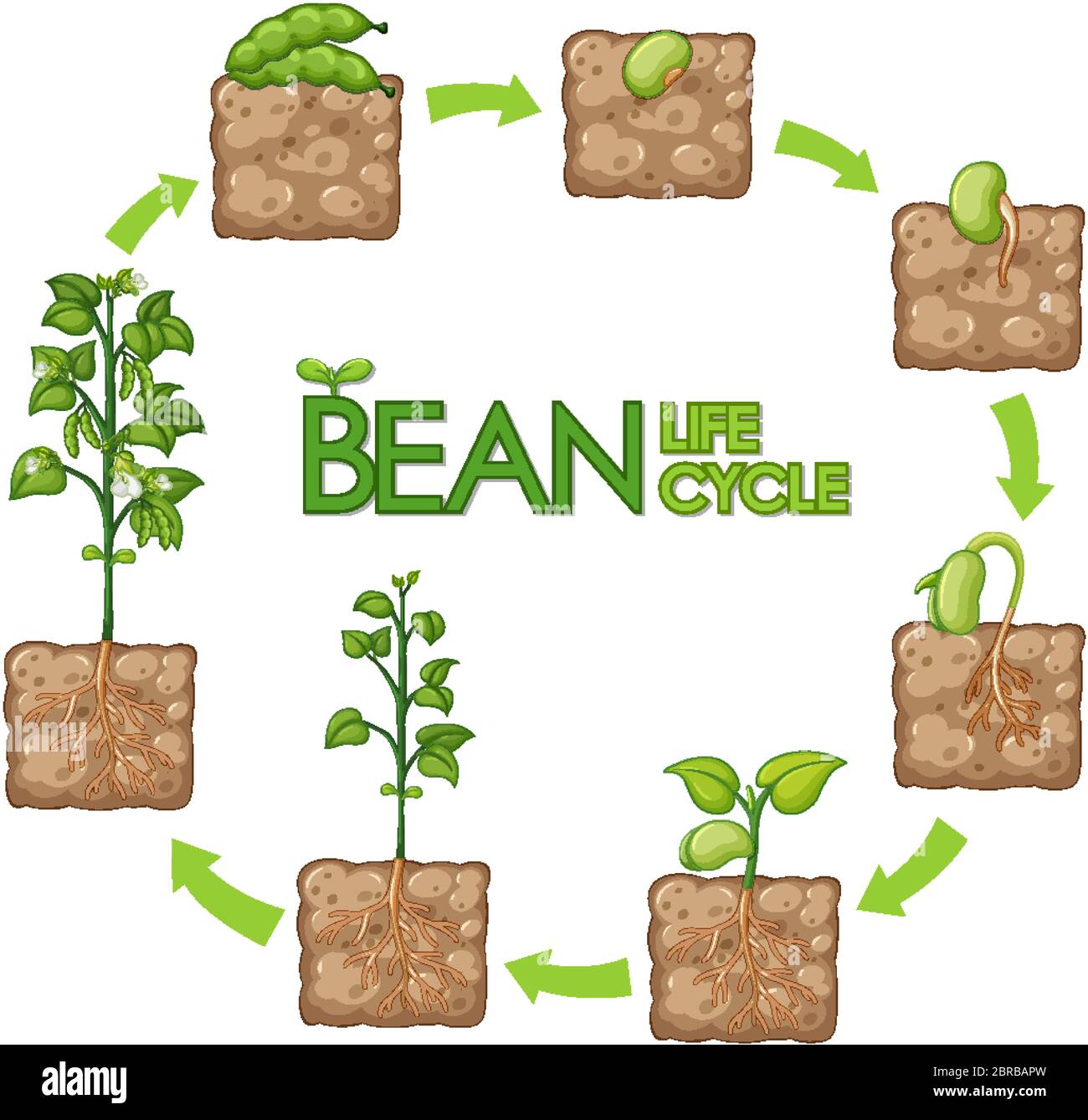 Diagram showing how plants grow from seed to beans illustration Stock