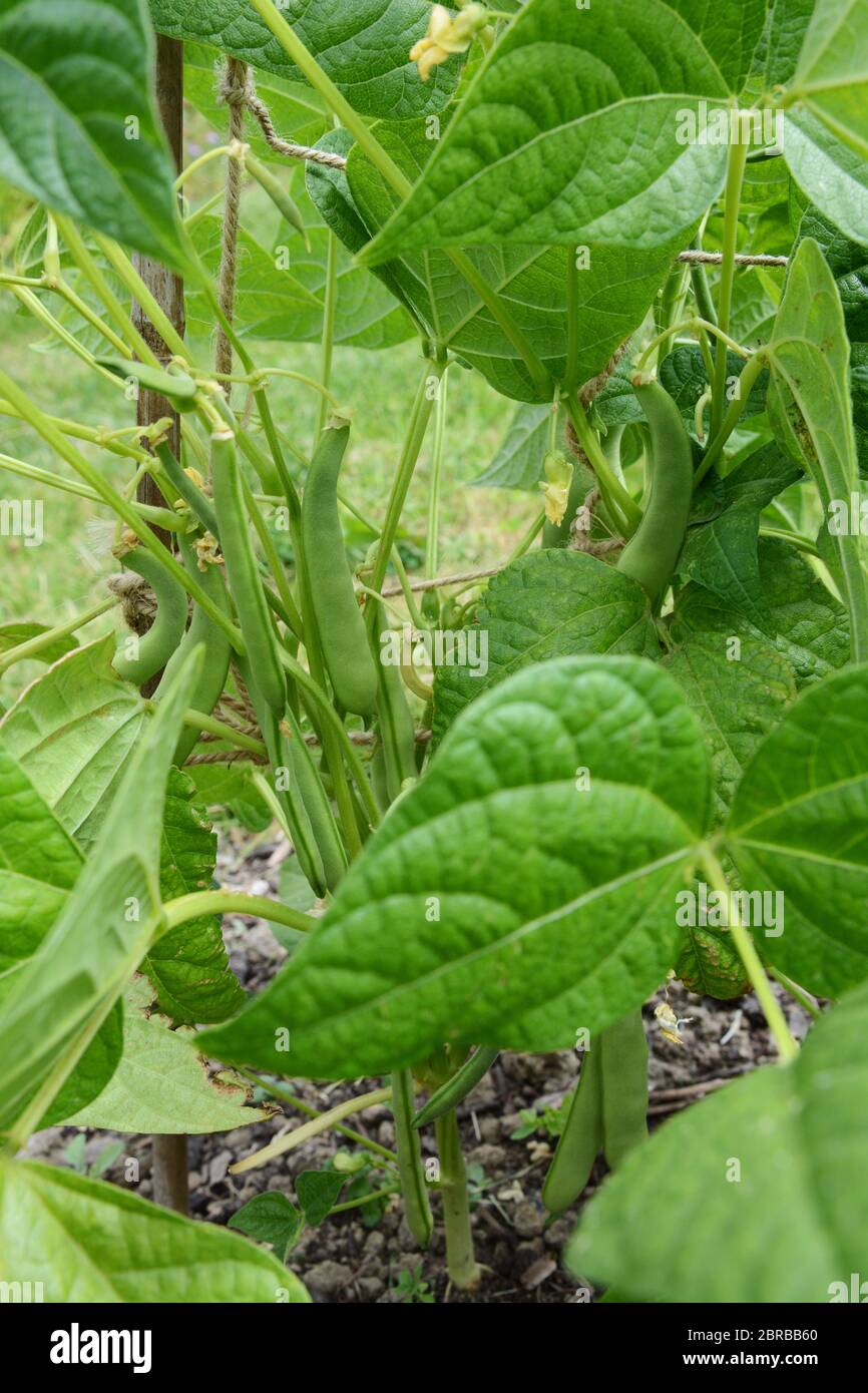 Yin yang beans a dwarf French bean variety with smooth green pods