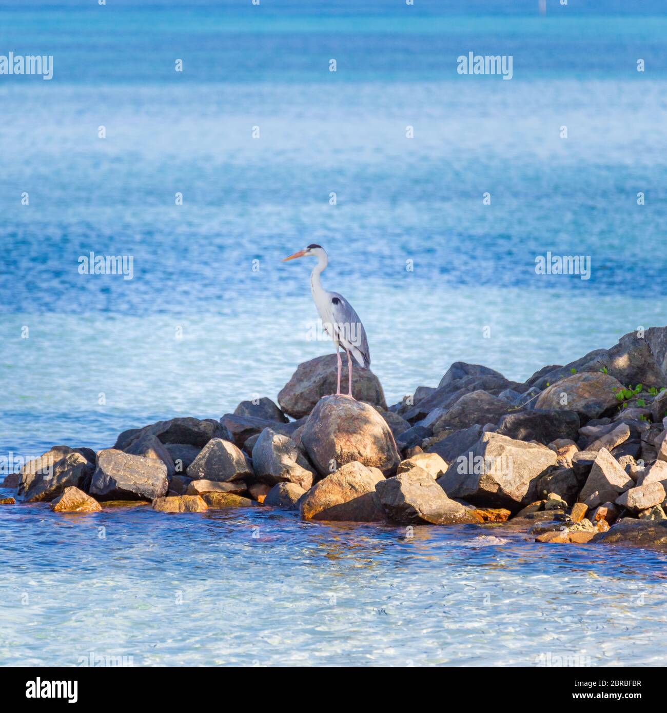 Grey Heron on the beach. Maldives Indian Ocean hunting for fish from rocks Stock Photo