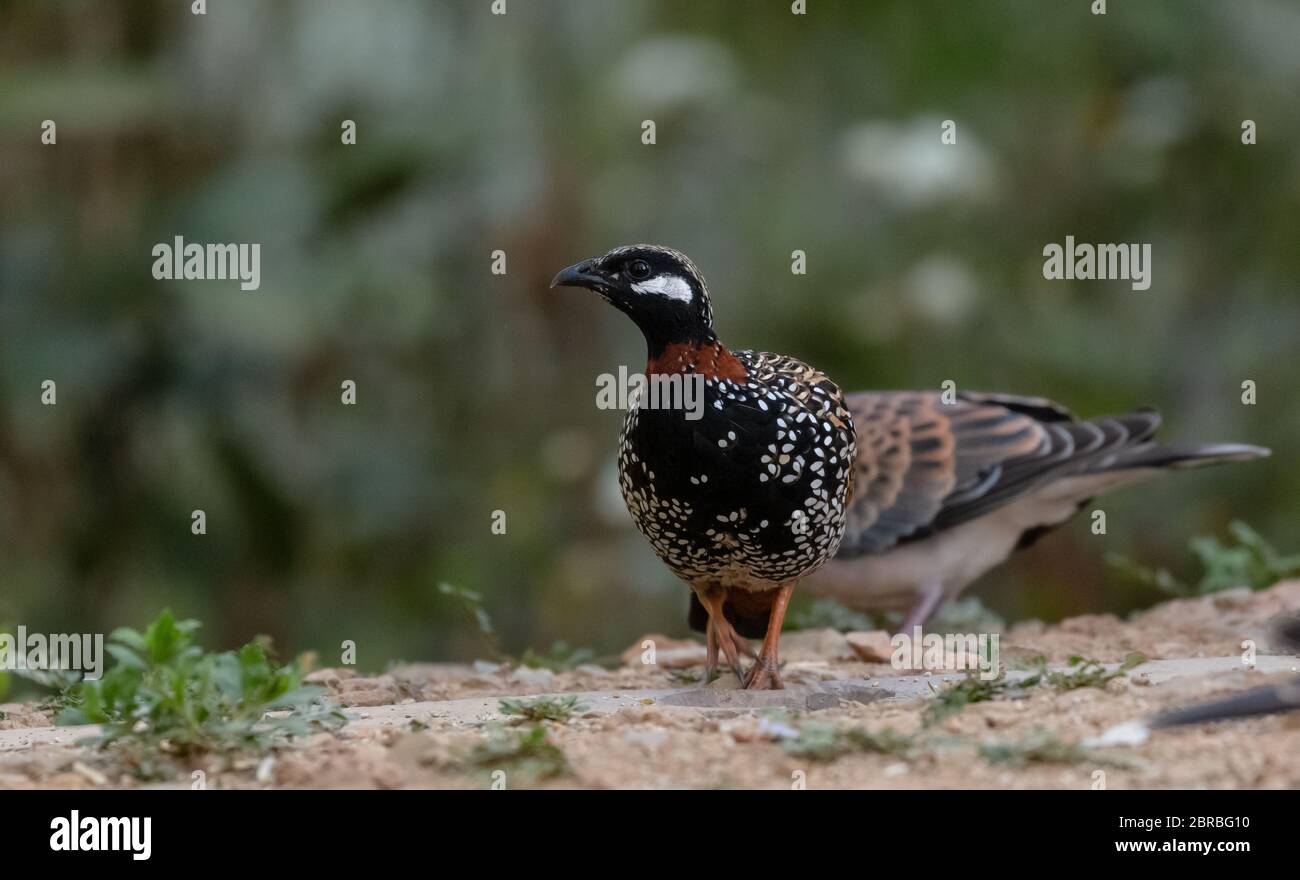 Black Francolin male bird photographed in Sattal Stock Photo
