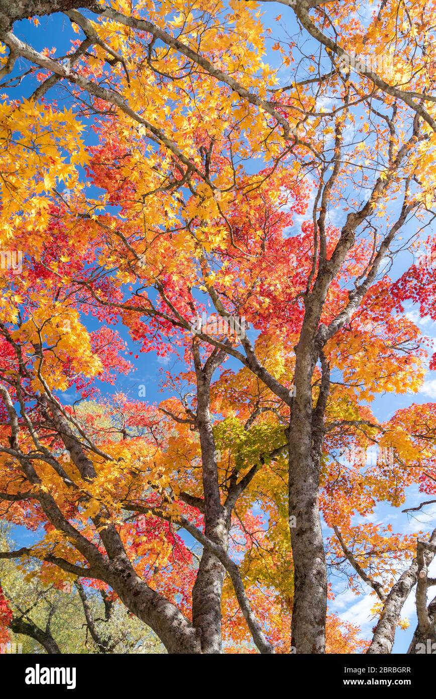 Red leave of maple tree for autumn fall background Stock Photo - Alamy