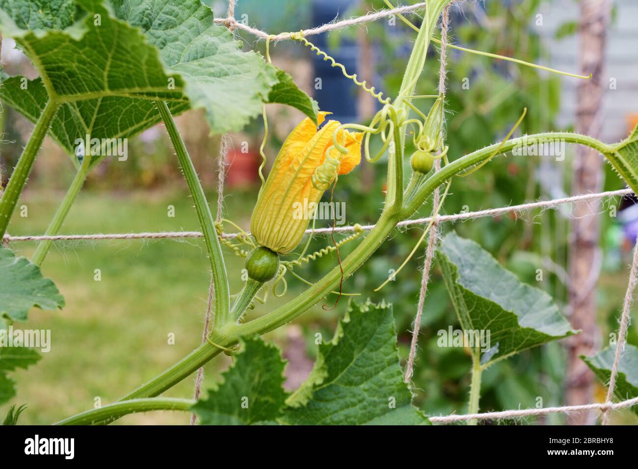 Tendril gourd plant hires stock photography and images Alamy