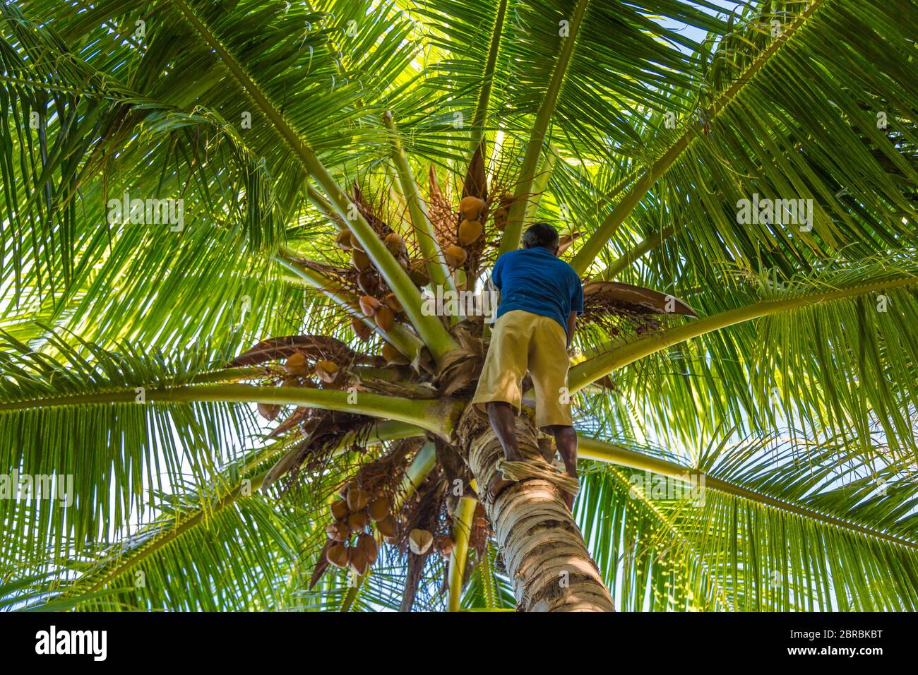 Man Climbing Cocos harvester harvests coconut palm tree trunk. Ceylon Coconut plantation Industry. Coconut trees in Maldives Stock Photo