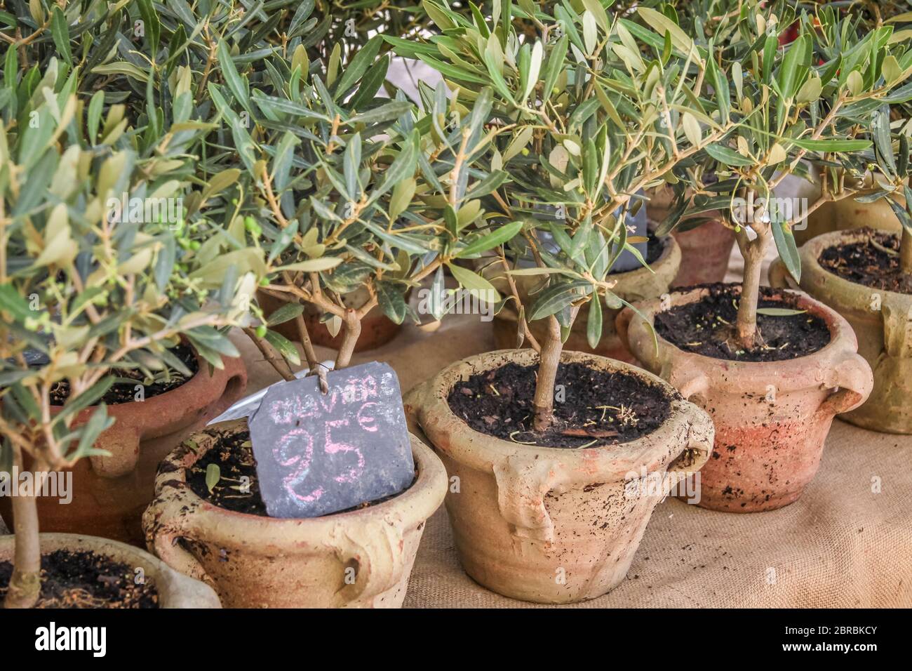 Small olive trees at a market in the village of Gordes, Provence, France Stock Photo