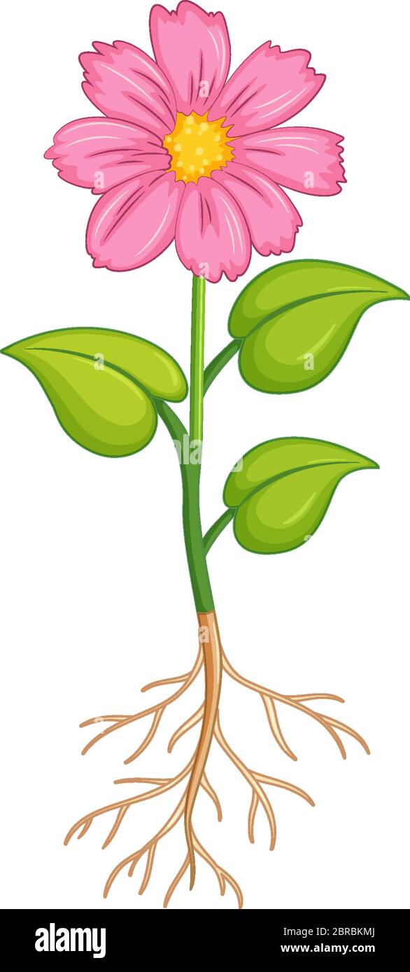 Birth Month Flowers Illustration, image size:586x1390