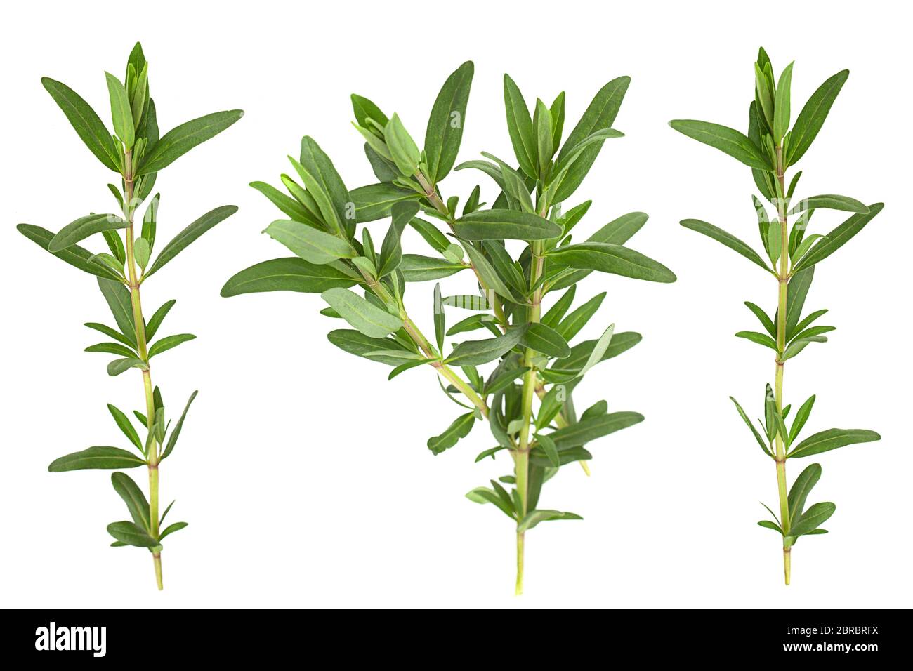 Tarragon leaf bunch set closeup isolated on white background Stock Photo