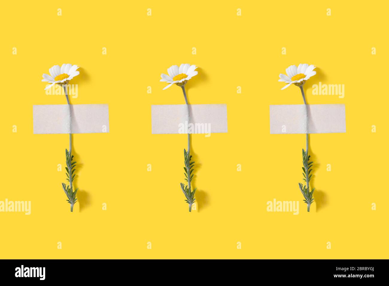 Chamomiles with patches on yellow background. Top view. Flat lay. Stock Photo