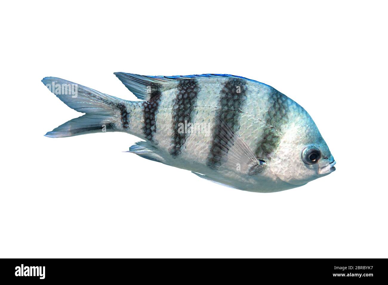 Scissortail Sergeant (Major, Pintano, Abudefduf) Isolated On White Background. Striped Indo-Pacific Tropical Fish. Saltwater Coralfish, Close Up, Side Stock Photo