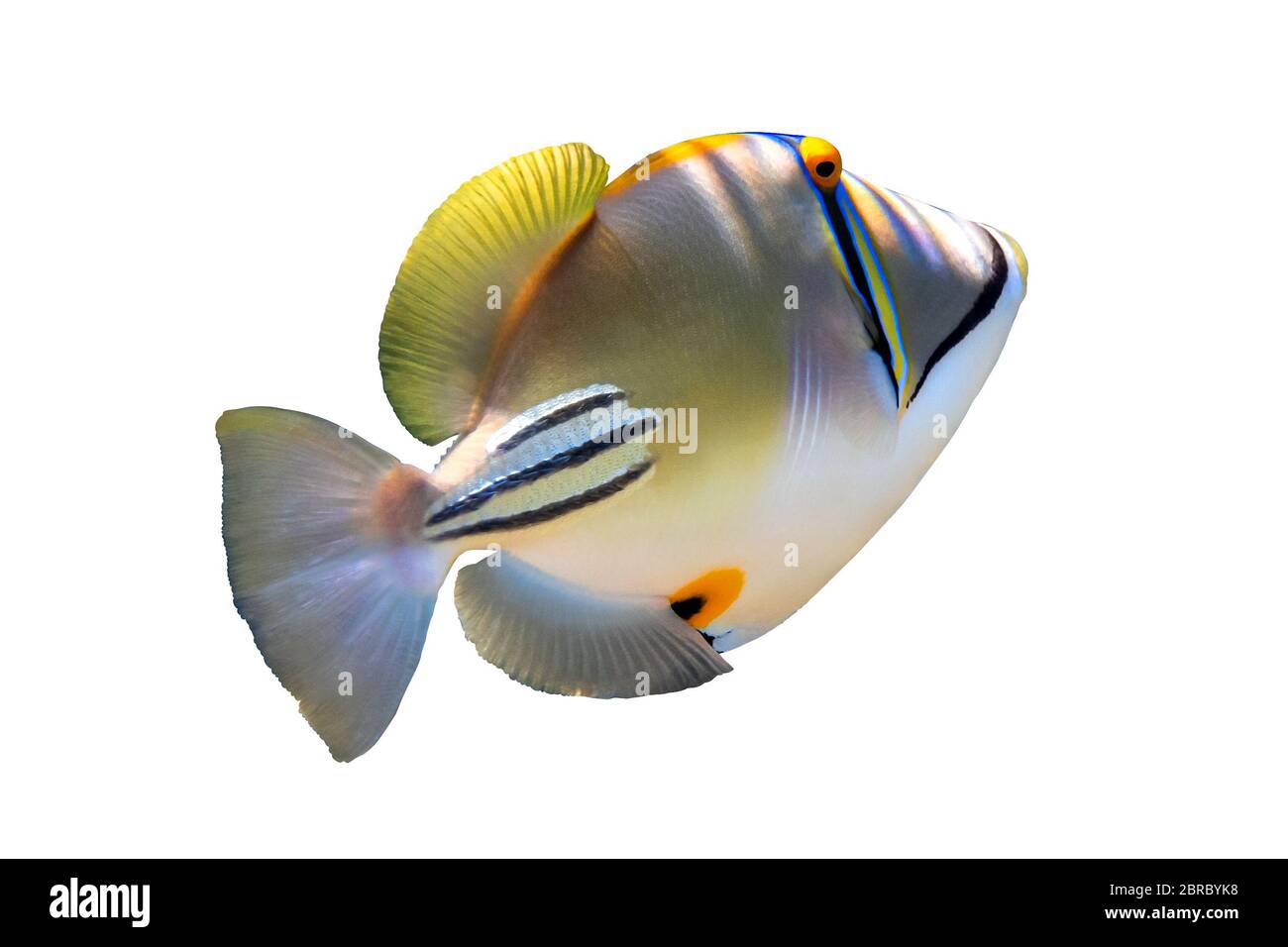 Arabian picassofish (Rhinecanthus assasi, Lagoon triggerfish) isolated in a white background. Unusual tropical bright fish, Red Sea, Egypt. Close up, Stock Photo