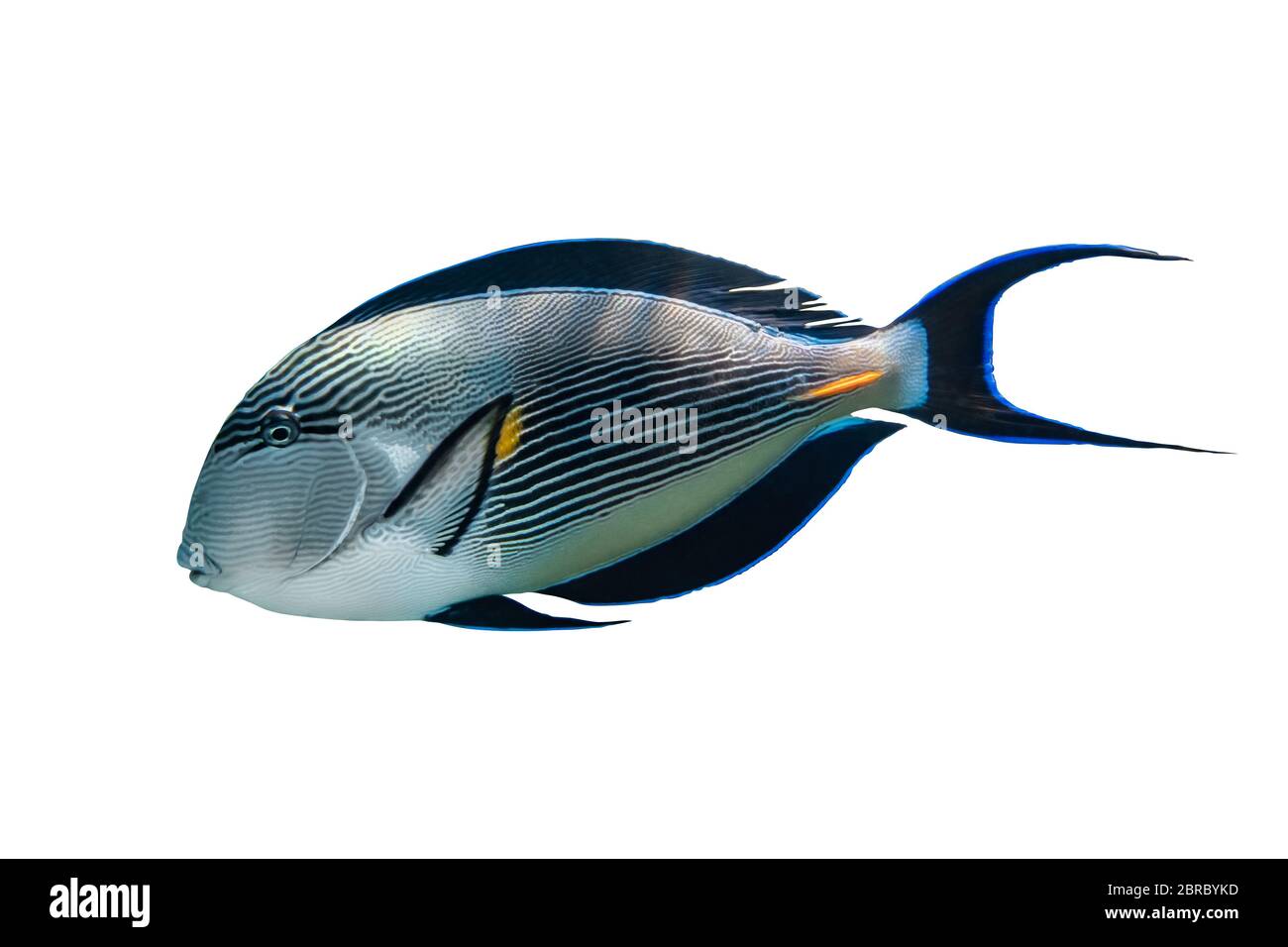 Sohal Surgeonfish (Arabian Acanthurus Sohal) Isolated On White Background. Tropical Fish With Black Fins, Yellow And Blue Stripes, Side View, Close Up Stock Photo