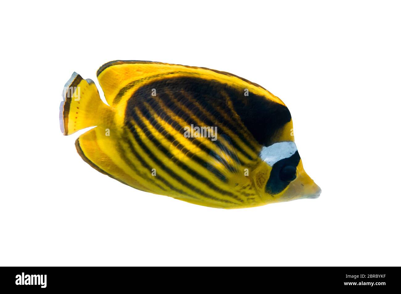 Raccoon butterflyfish (Chaetodon lunula, crescent-masked, moon butterflyfish) isolated on white background. Tropical fish with bright yellow stripes, Stock Photo