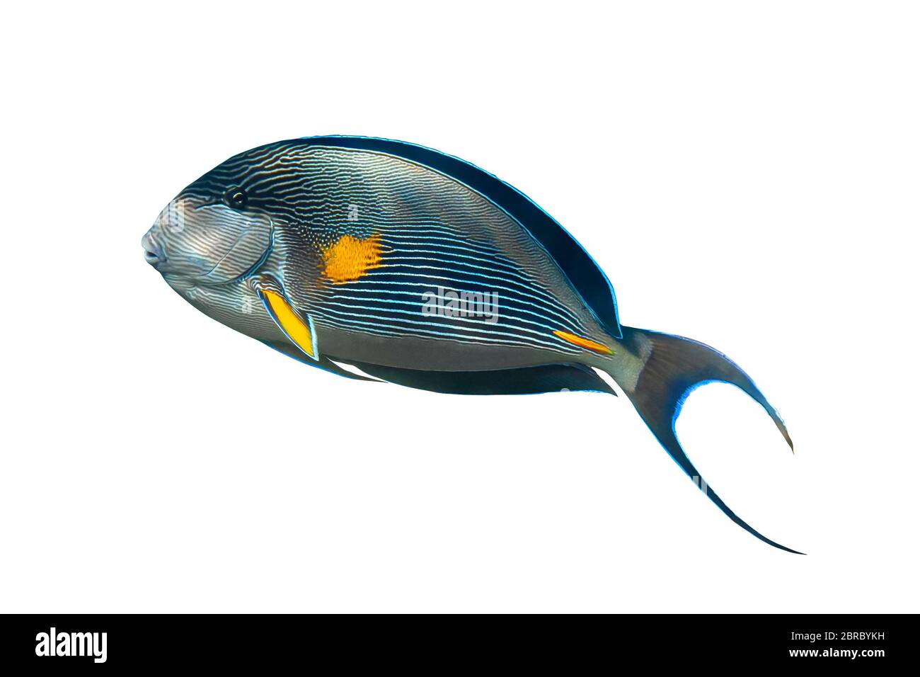 Sohal Surgeonfish (Acanthurus Sohal) Isotated On White Background. Tropical Fish With Black Fins, Yellow And Blue Stripes, Red Sea, Egypt. Side View, Stock Photo
