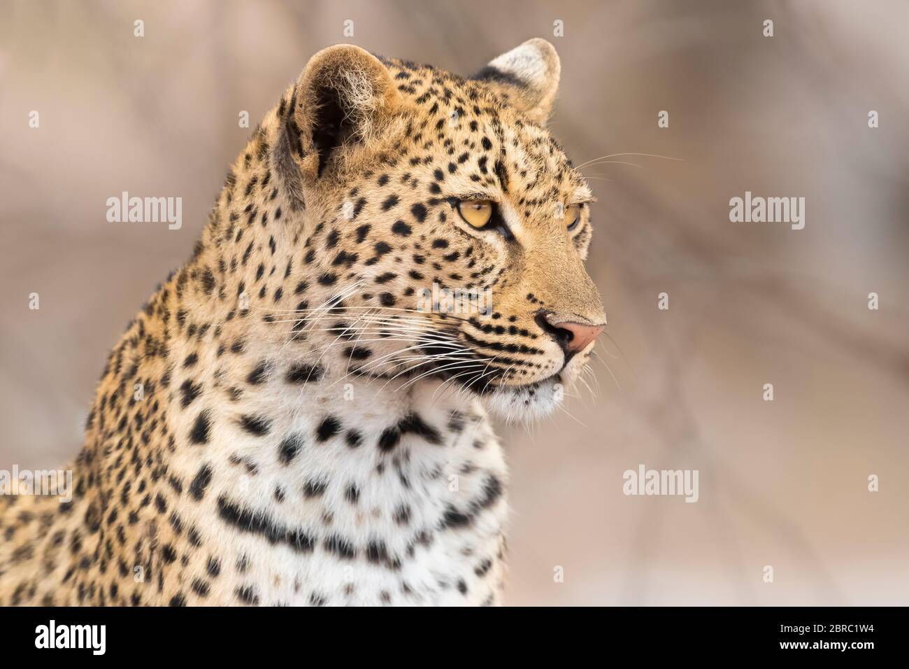 Leopard (Panthera pardus), adult female close-up, Mpumalanga, South Africa Stock Photo