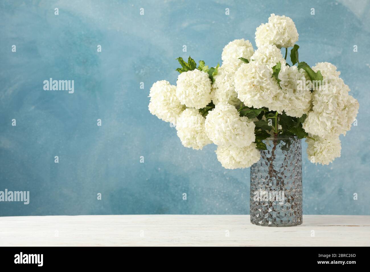Vase with hydrangea flowers against blue background. Spring plant Stock