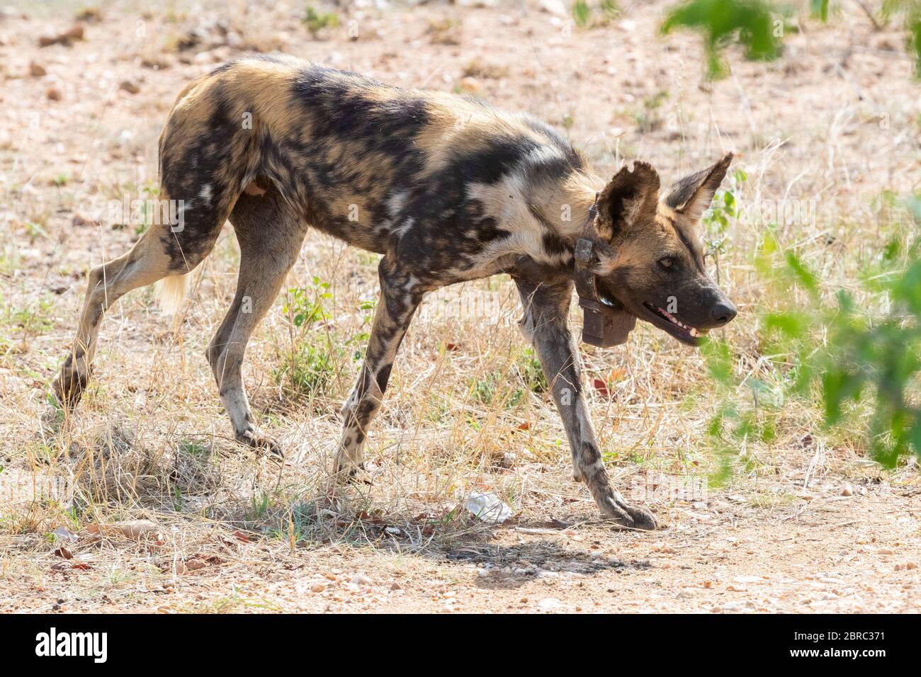 Wild Dog (Lycaon pictus), adult female with a tracking collar, Mpumalanga, South Africa Stock Photo