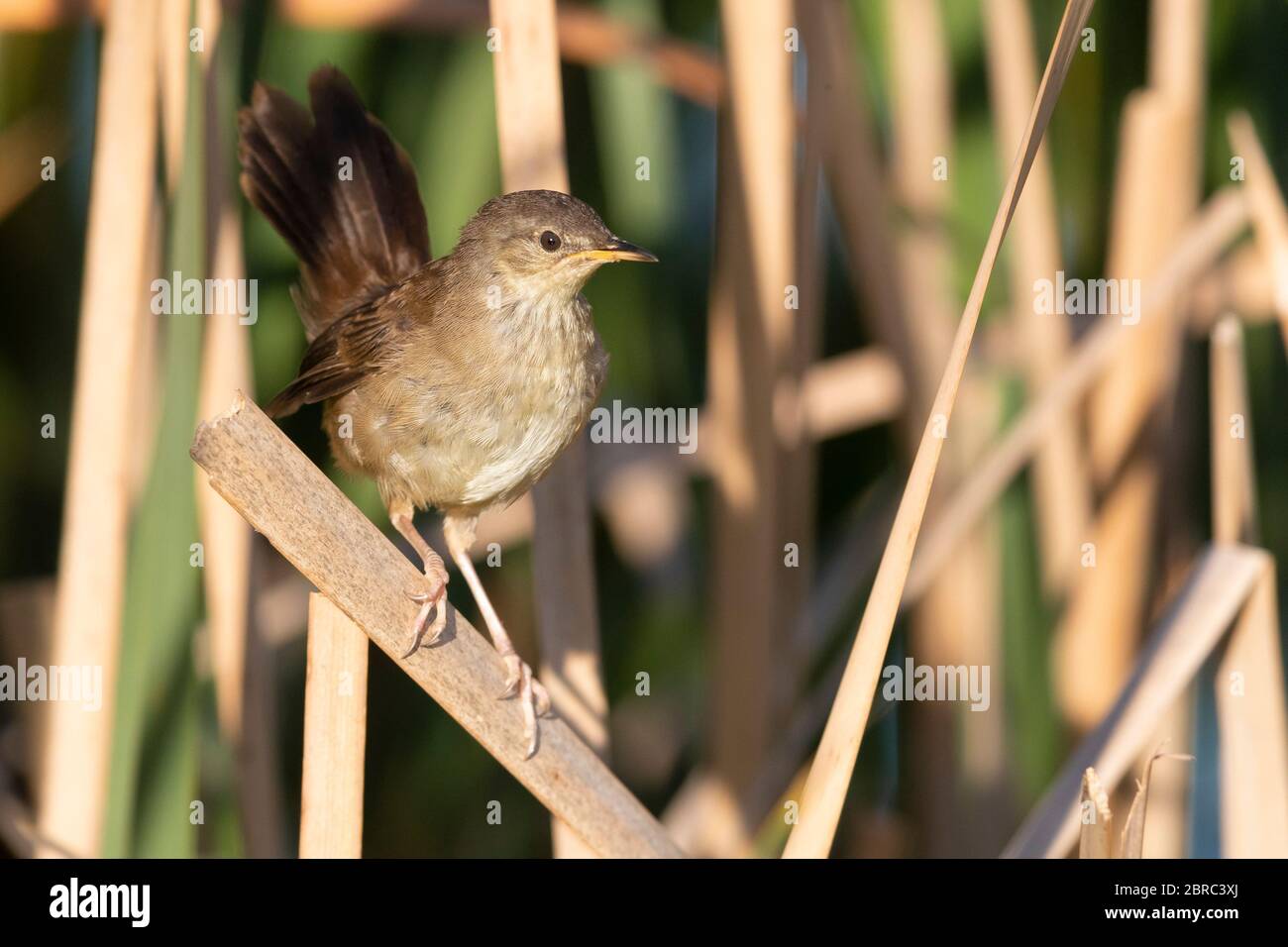 Little Rush Warbler (Bradypterus baboecala), adult perched on a reed, Western Cape, South Africa Stock Photo