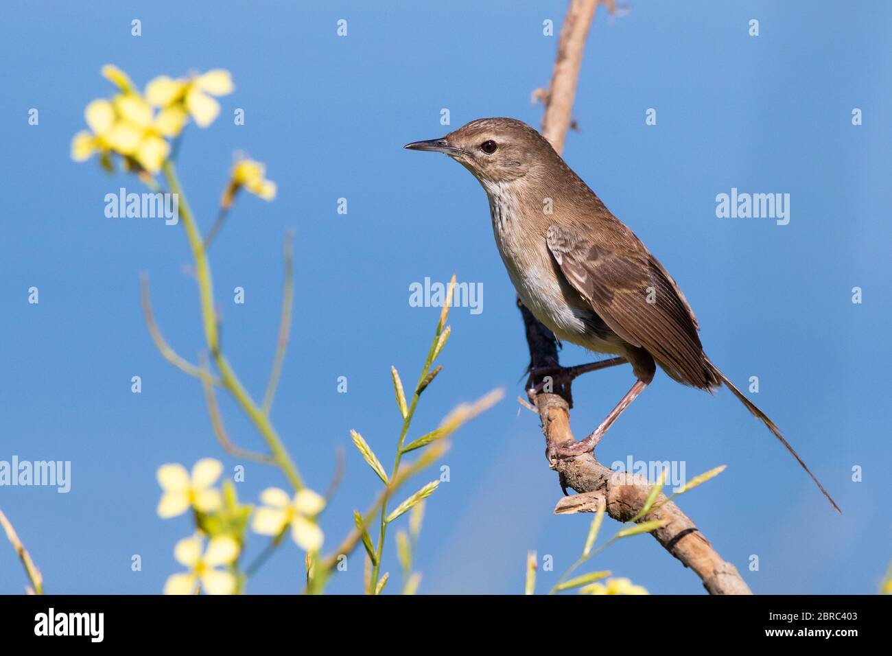 Little Rush Warbler (Bradypterus baboecala), adult perched on a branch, Western Cape, South Africa Stock Photo