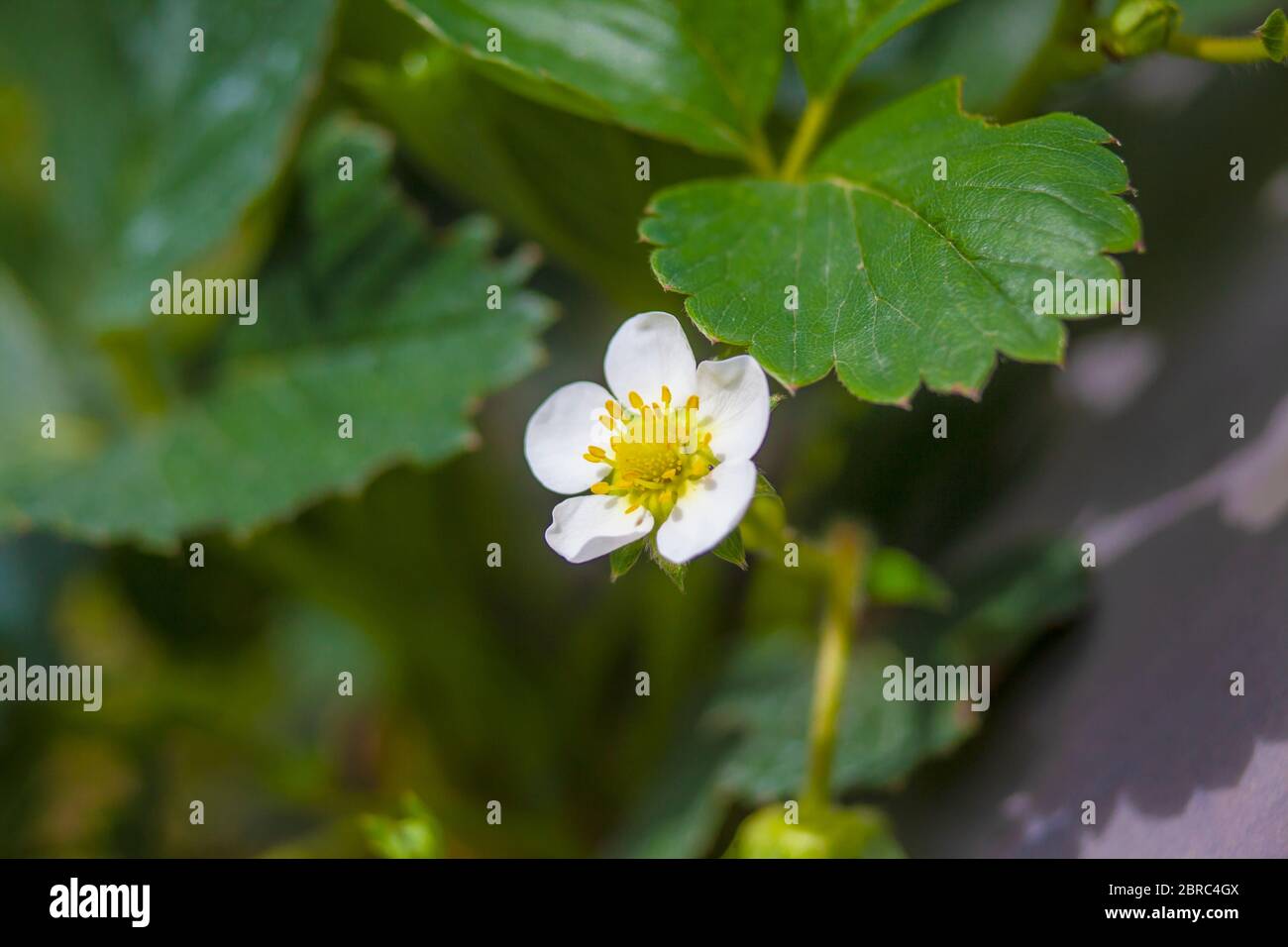 Strawberry Flower Among the Leaves Stock Photo - Alamy