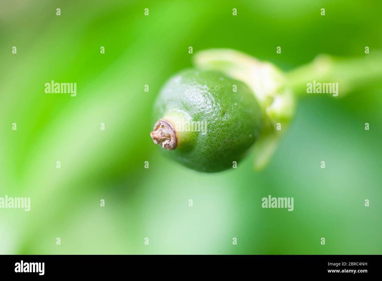 Macro Photo of Young Orange Fruit on Tree Branch Stock Photo