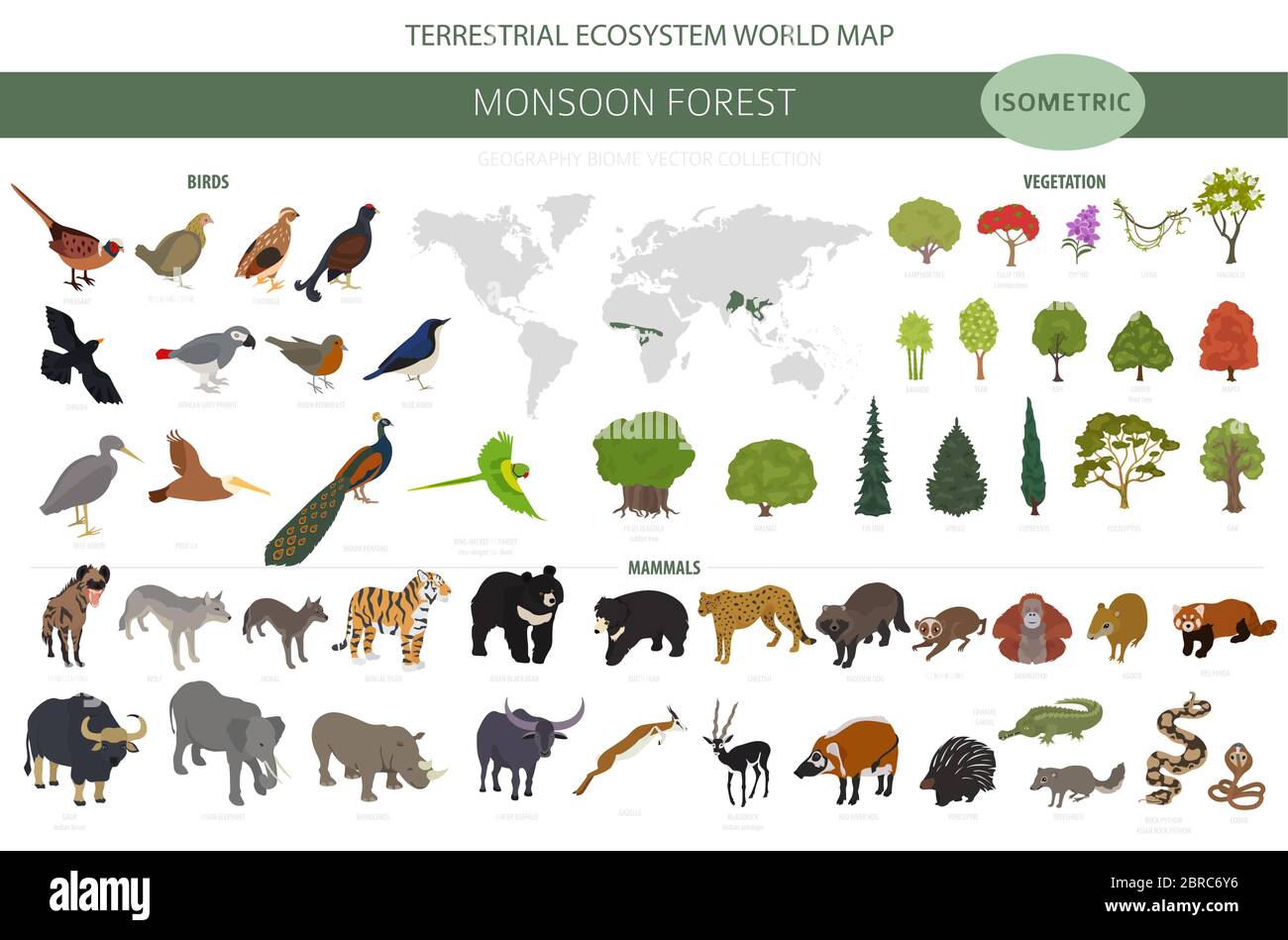 Monsoon forest biome, natural region infographic. Terrestrial ecosystem world map. Animals, birds and vegetations isometric design set. Vector illustr Stock Vector