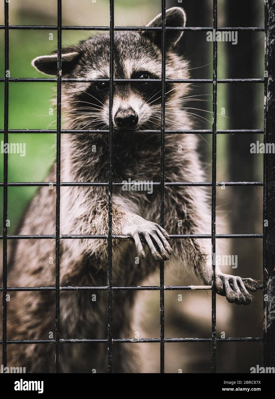 Murazzano, Italy. 20th May, 2020. A raccoon is seen at Langhe safari park in Murazzano, Italy, May 20, 2020. The Langhe safari park has been closed since March due to the COVID-19 pandemic. In order to continue feeding and taking care of the animals, the park has to seek help from restaurateurs, farmers and shopkeepers to donate food to feed the animals. Credit: Federico Tardito/Xinhua/Alamy Live News Stock Photo