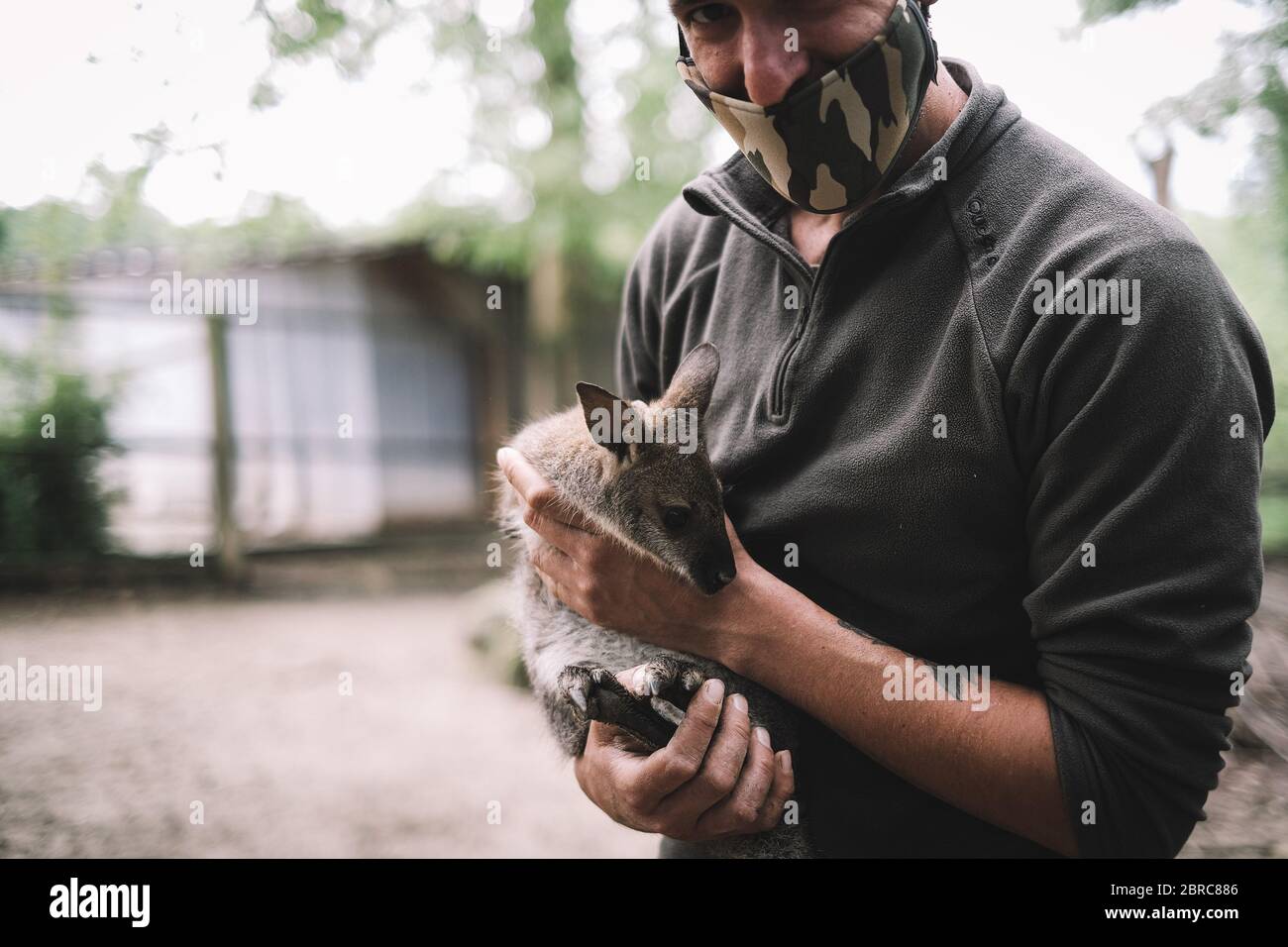 Murazzano, Italy. 20th May, 2020. A staff member pets a kangaroo cub at Langhe safari park in Murazzano, Italy, May 20, 2020. The Langhe safari park has been closed since March due to the COVID-19 pandemic. In order to continue feeding and taking care of the animals, the park has to seek help from restaurateurs, farmers and shopkeepers to donate food to feed the animals. Credit: Federico Tardito/Xinhua/Alamy Live News Stock Photo