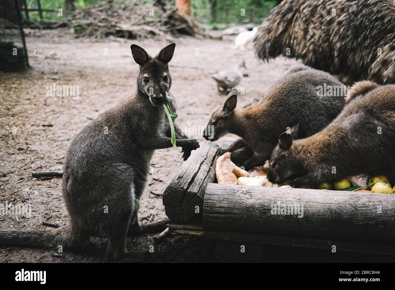 Murazzano, Italy. 20th May, 2020. Kangaroos eat food at Langhe safari park in Murazzano, Italy, May 20, 2020. The Langhe safari park has been closed since March due to the COVID-19 pandemic. In order to continue feeding and taking care of the animals, the park has to seek help from restaurateurs, farmers and shopkeepers to donate food to feed the animals. Credit: Federico Tardito/Xinhua/Alamy Live News Stock Photo
