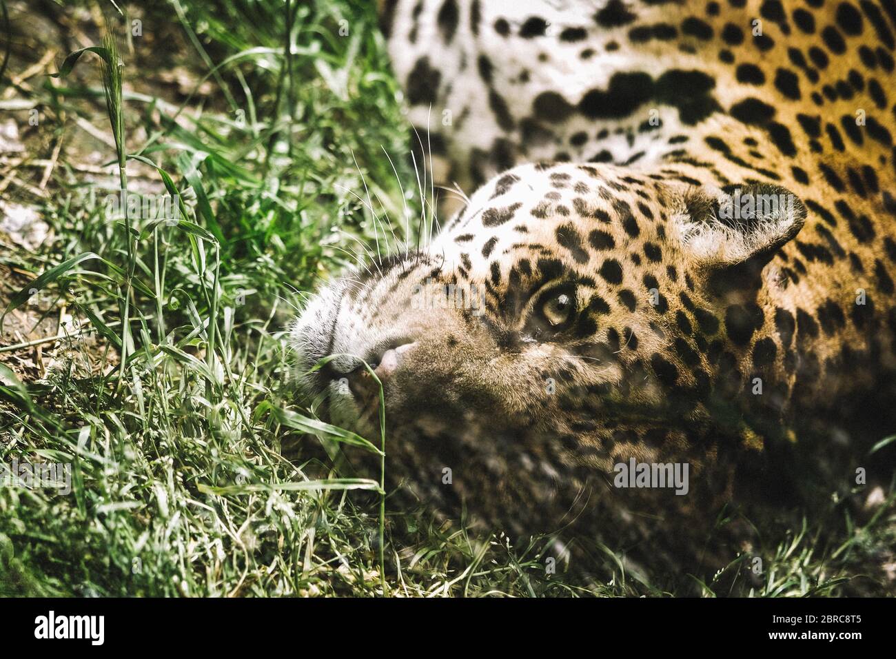 Murazzano, Italy. 20th May, 2020. A jaguar is seen at Langhe safari park in Murazzano, Italy, May 20, 2020. The Langhe safari park has been closed since March due to the COVID-19 pandemic. In order to continue feeding and taking care of the animals, the park has to seek help from restaurateurs, farmers and shopkeepers to donate food to feed the animals. Credit: Federico Tardito/Xinhua/Alamy Live News Stock Photo