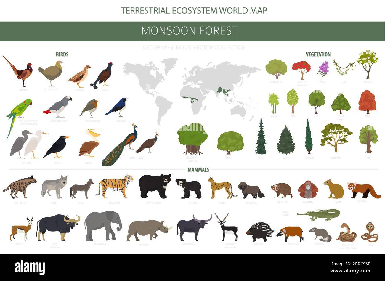 Monsoon forest biome, natural region infographic. Terrestrial ecosystem world map. Animals, birds and vegetations design set. Vector illustration Stock Vector