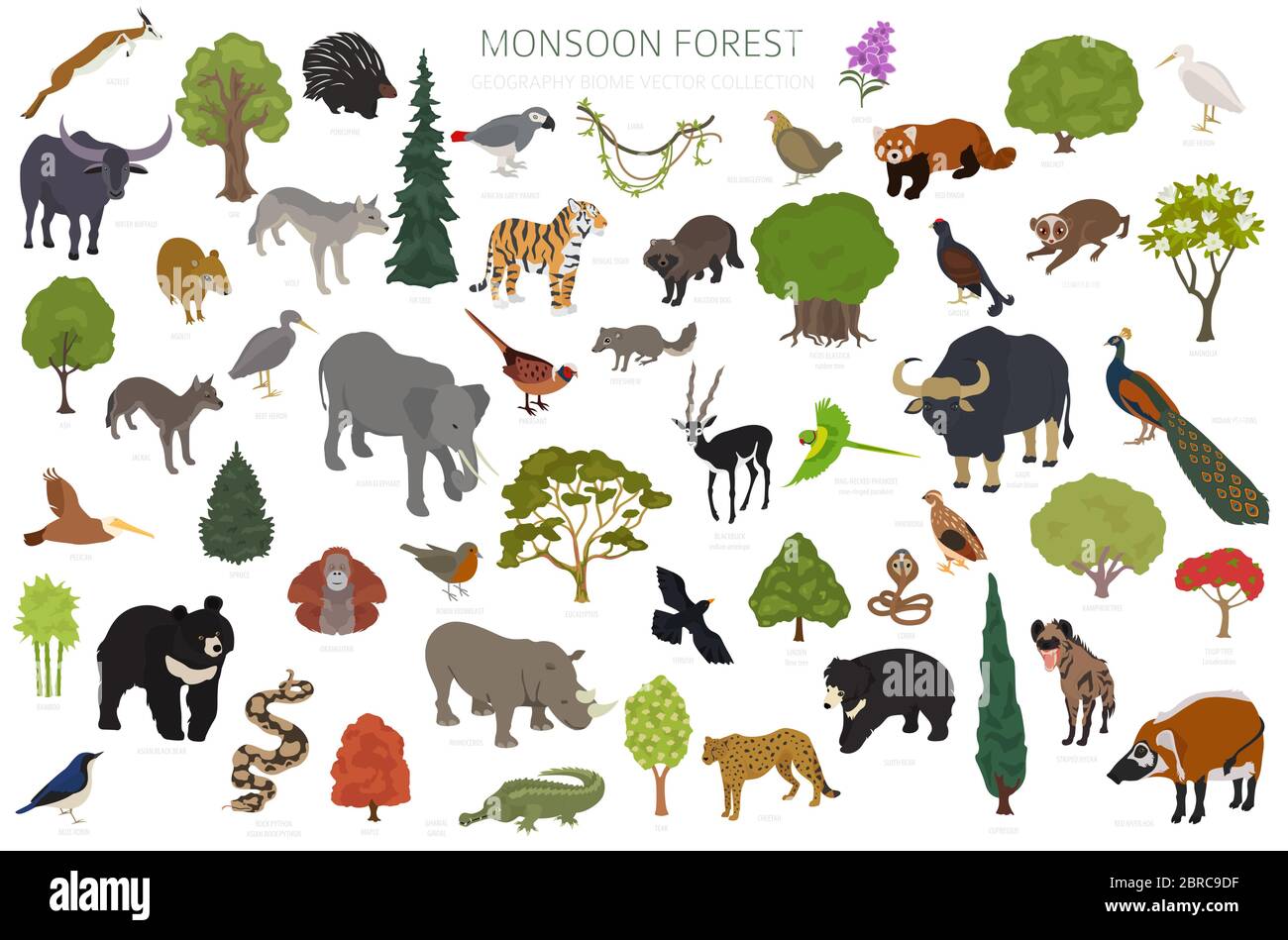 Monsoon forest biome, natural region infographic. Terrestrial ecosystem world map. Animals, birds and vegetations isometric design set. Vector illustr Stock Vector
